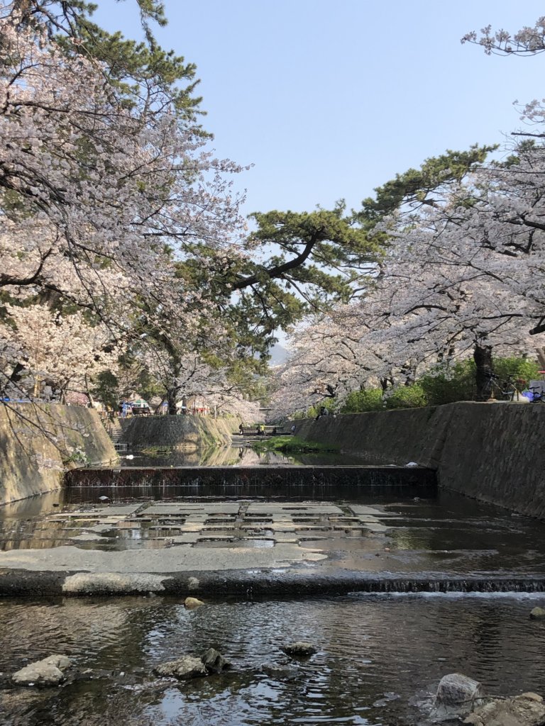 iPhoneで撮影した夙川の桜