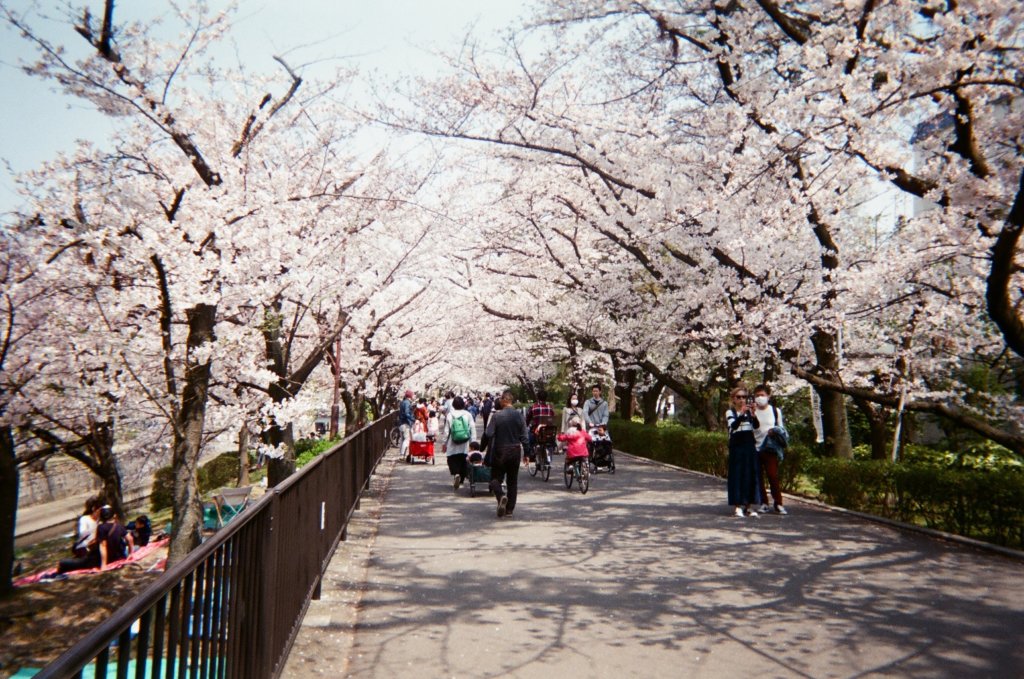 写ルンですで撮影した夙川の桜