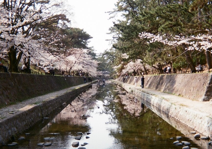 写ルンですで撮影した夙川の桜
