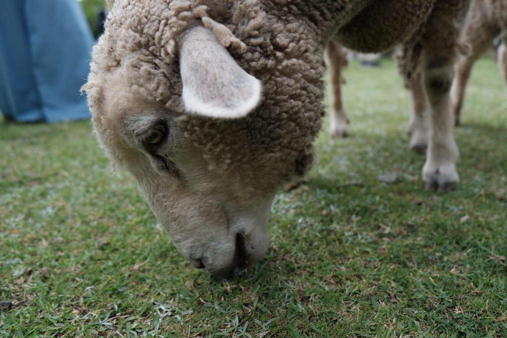 富士フィルム（FUJIFILM）のXT-30で撮影した六甲山牧場の羊の写真