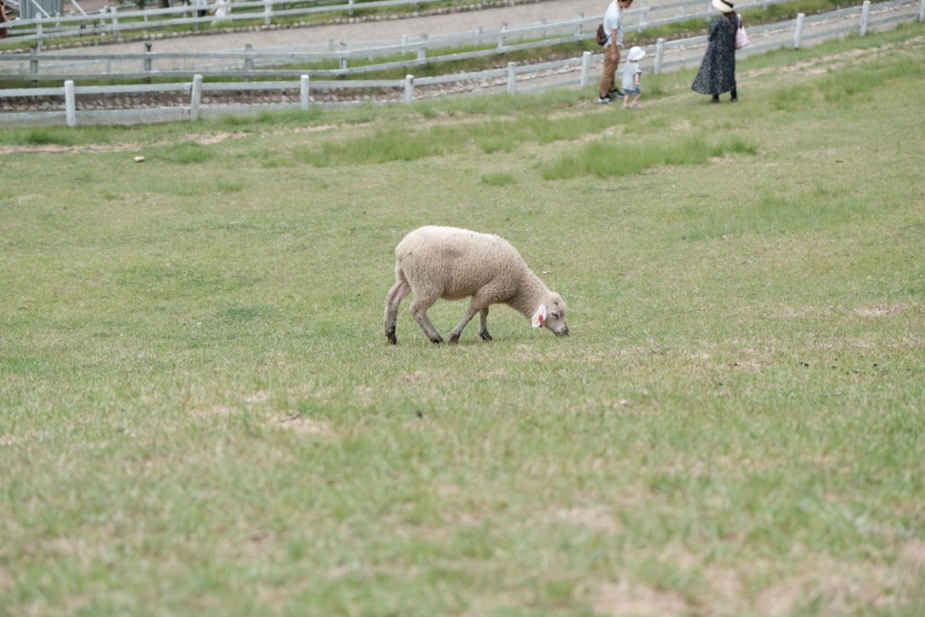 富士フィルム（FUJIFILM）のXT-30で撮影した六甲山牧場の子羊の写真
