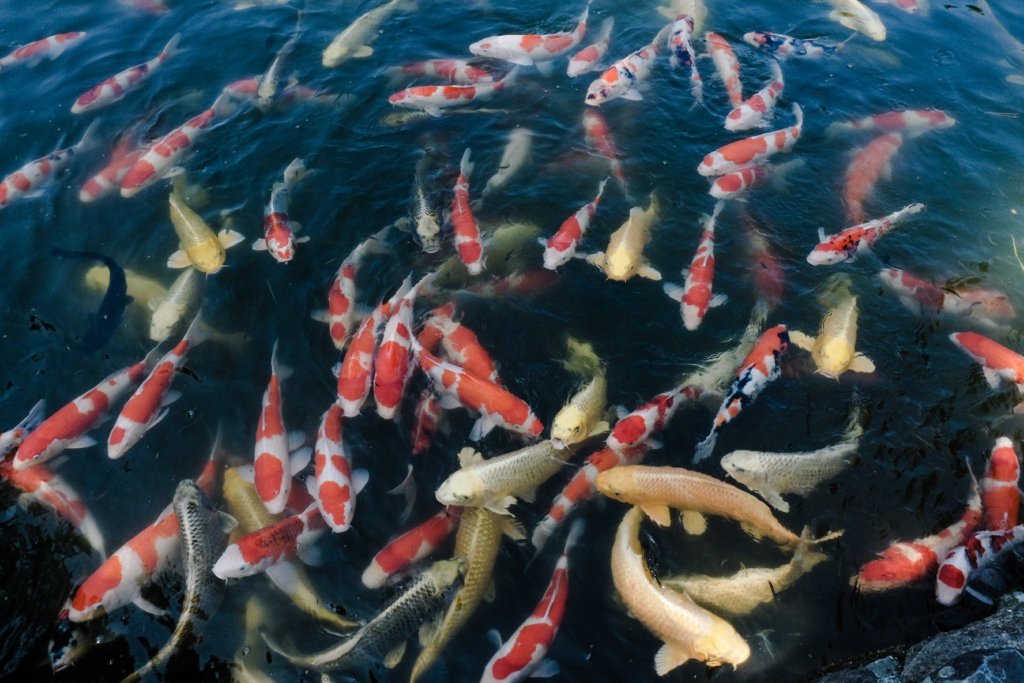 香川県高松市の栗林公園にある池の鯉の写真